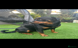 Rottweiler dogs for stud: Rottweiler stud - Image 3