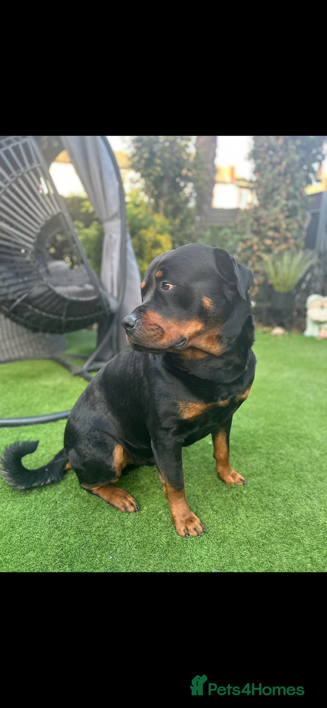 Rottweiler dogs for stud: Rottweiler stud - Image 3