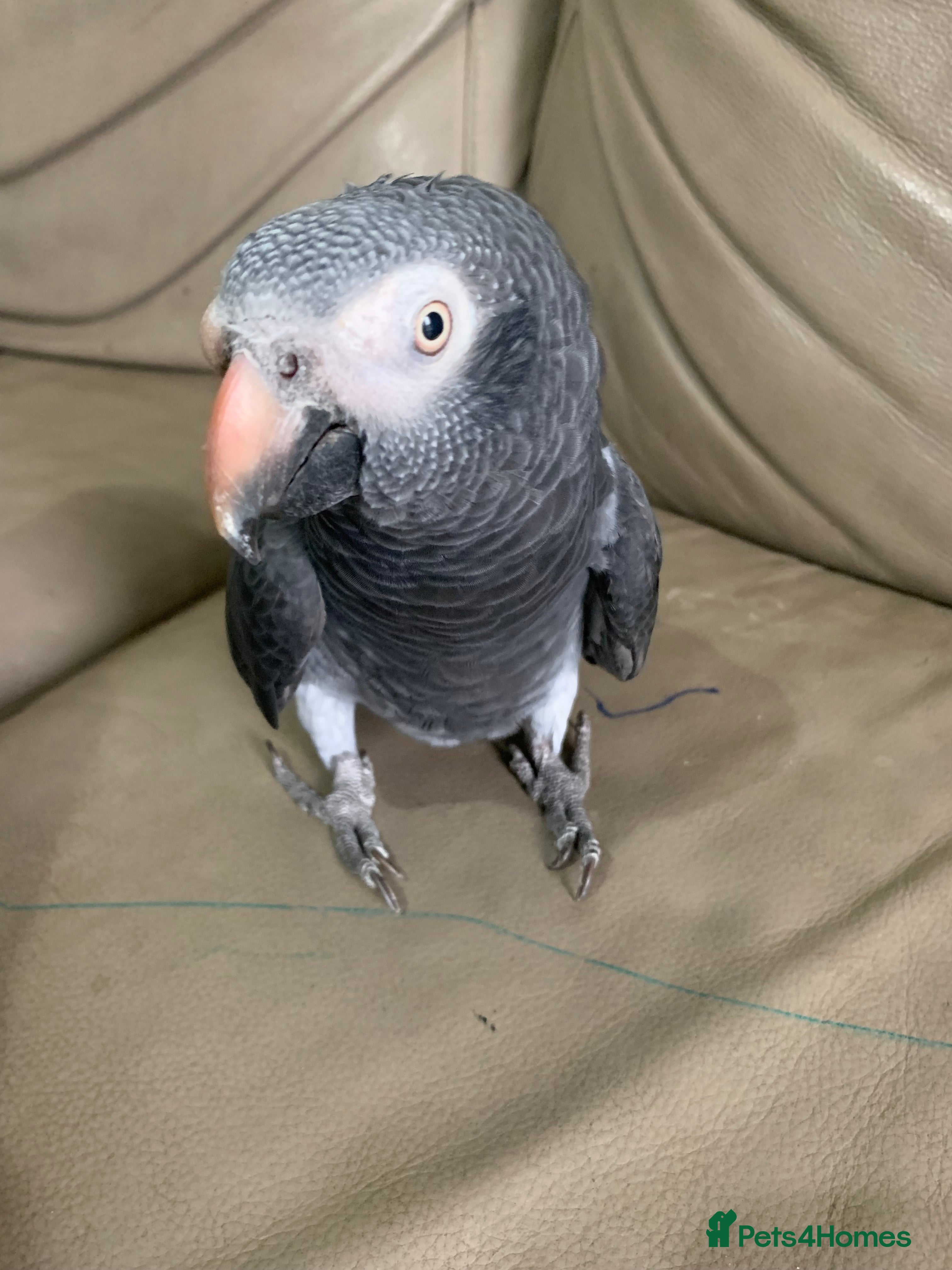 Parrots birds Friendly African grey Timneh - Advert 7