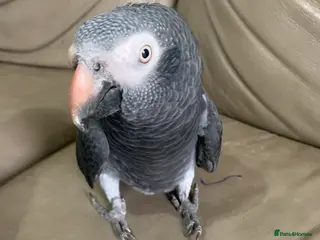 Parrots birds Friendly African grey Timneh - Advert 7