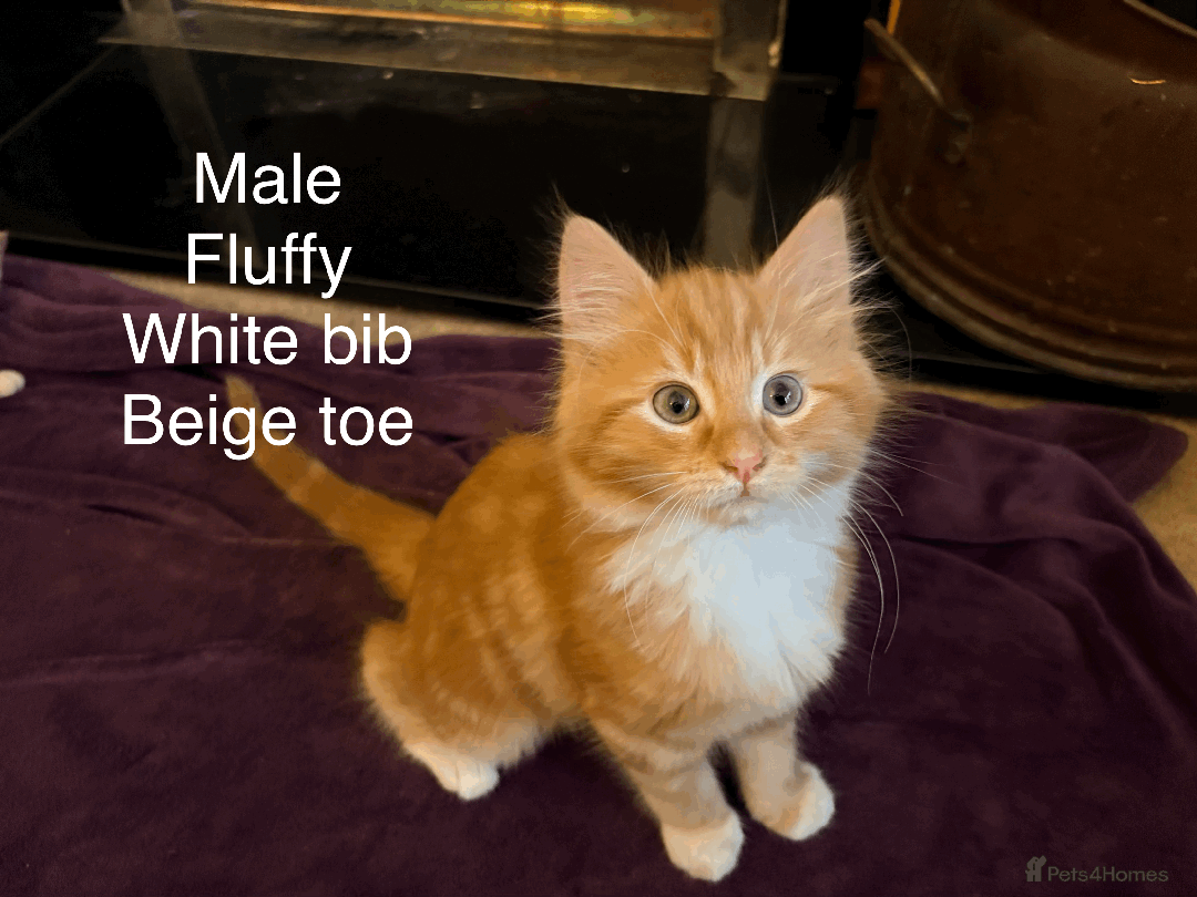 Mixed Breed cats for sale: Seven gingers, bundles of joy! - Advert 6