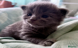 Mixed Breed cats for sale: Adorable Kittenss Ready For Reservation - Image 14