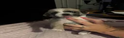 Shih Tzu dogs for sale: Adorable Shihtzu pups looking for forever homes - Advert 18