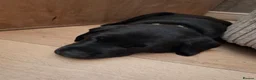 Labrador Retriever dogs for sale: Beautiful Black Labrador Pups - Advert 19
