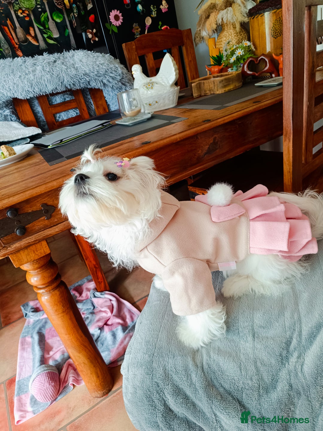 Bichon Frise dogs for sale: Bichon girl - Image 5