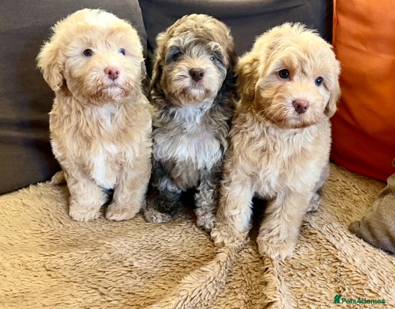 Labradoodle dogs Mini Labradoodle pups, READY NOW! - Advert 2