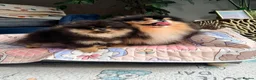 Pomeranian dogs for sale: Black and Tan Pomeranian girl - Advert 38