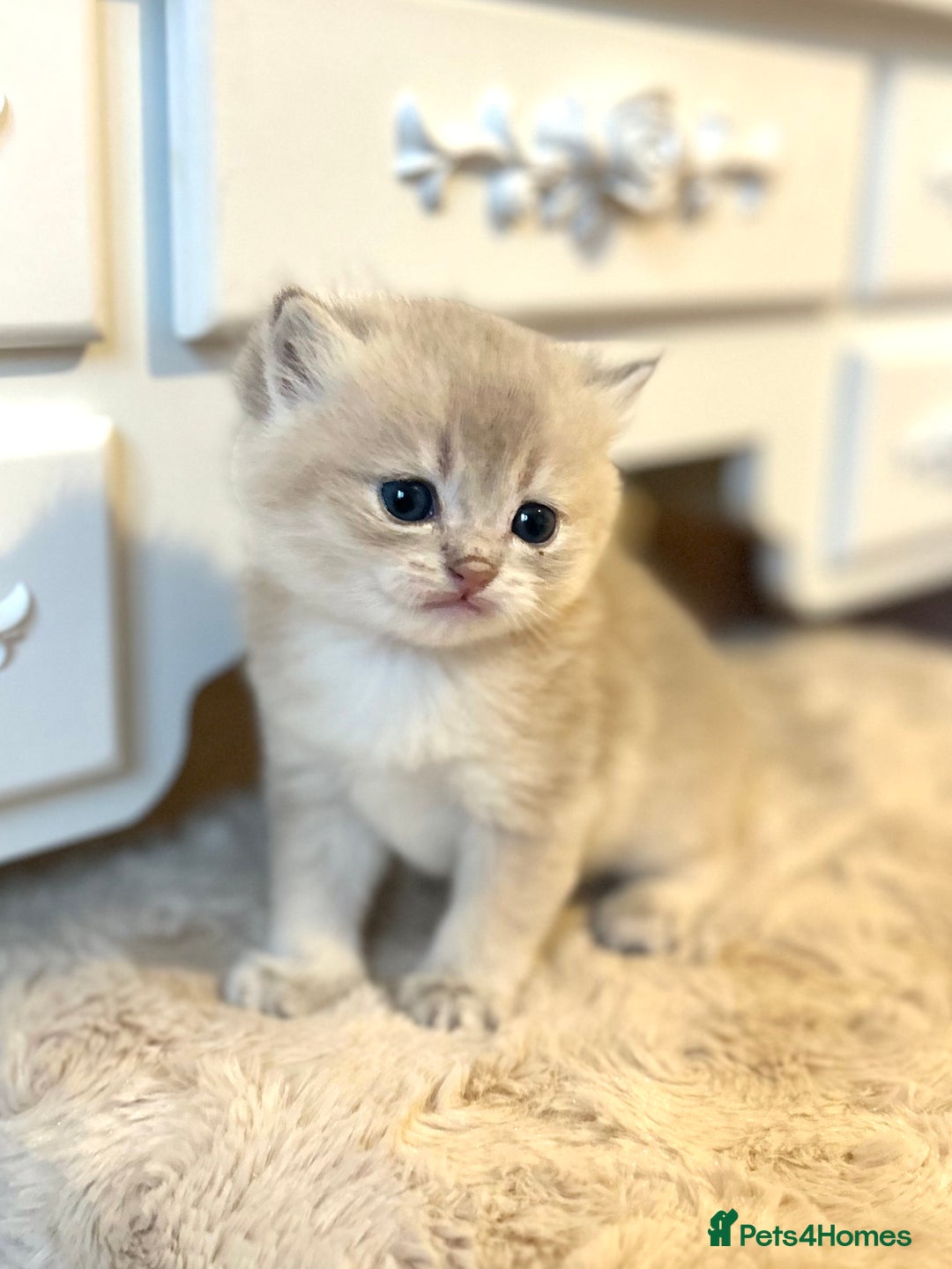 British Shorthair cats for sale: Stunning litter of 6 nuggets! - Advert 16