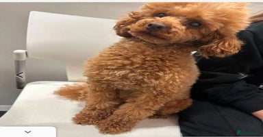 Miniature Poodle dogs - Advert 2