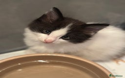 Norwegian Forest Cat cats for sale: SANNVENN Norwegian Forest Cats - Image 17