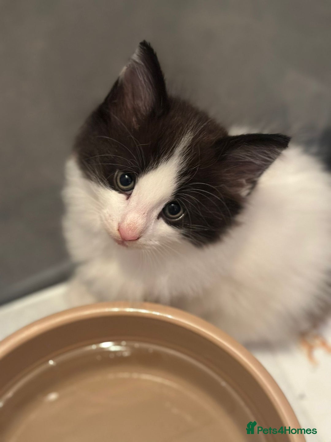 Norwegian Forest Cat cats for sale: SANNVENN Norwegian Forest Cats - Image 17