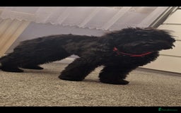 Cockapoo dogs for sale: Molly F1 cockapoo 💝 - Advert 3