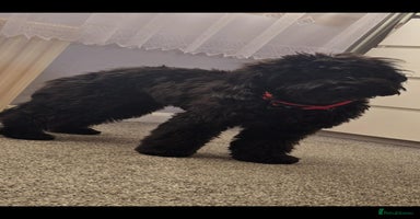 Cockapoo dogs Molly F1 cockapoo 💝 - Advert 1