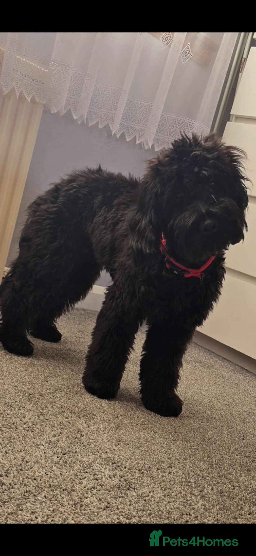 Cockapoo dogs for sale: Molly F1 cockapoo 💝 - Advert 3