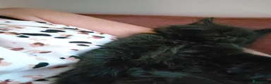 Maine Coon Kitten 1