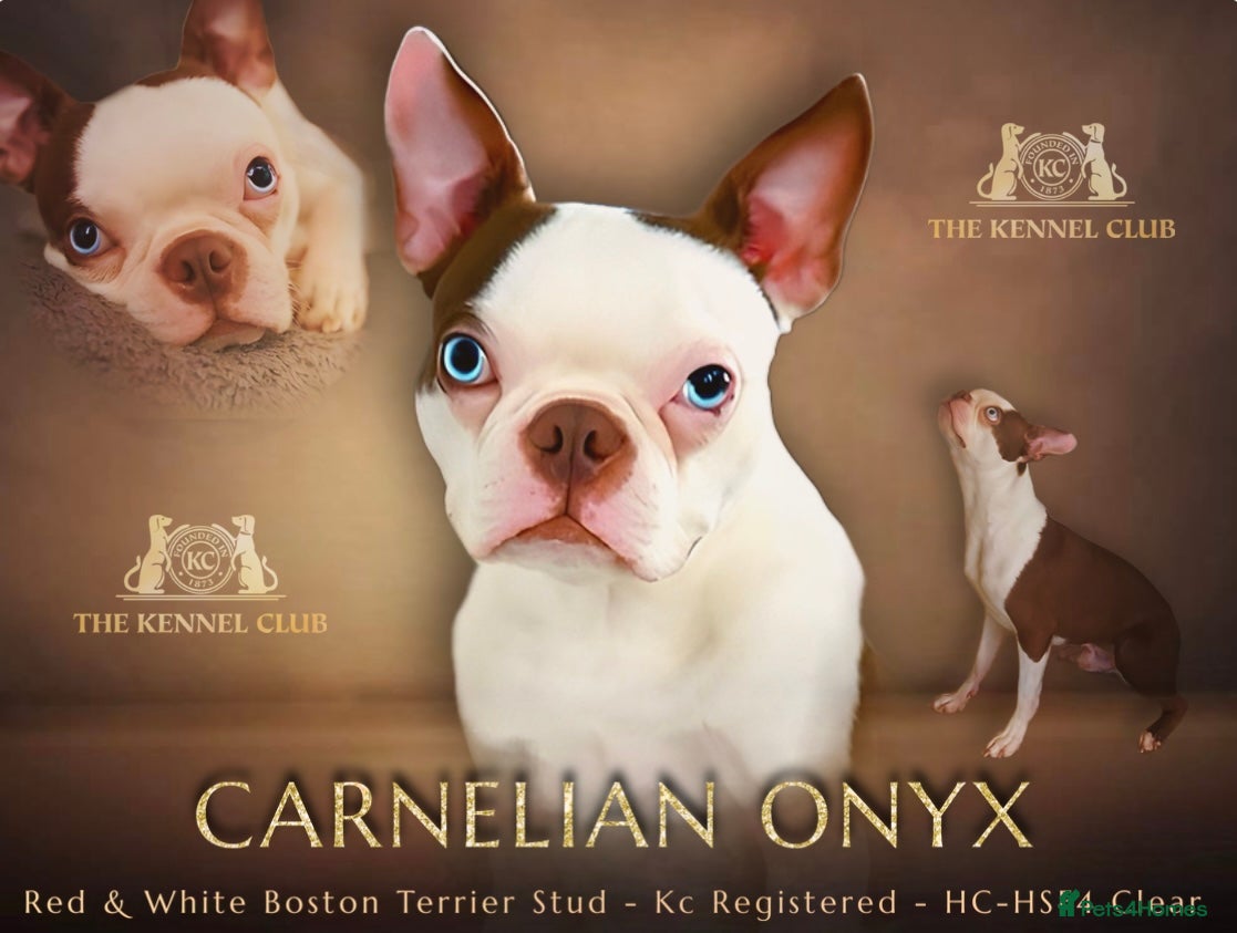 Boston Terrier dogs proven Red & White KC Boston Terrier Stud in Rye - Advert 1