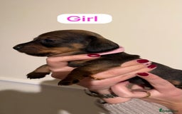 Dachshund dogs for sale: Dachshund puppies for sale  - Image 7