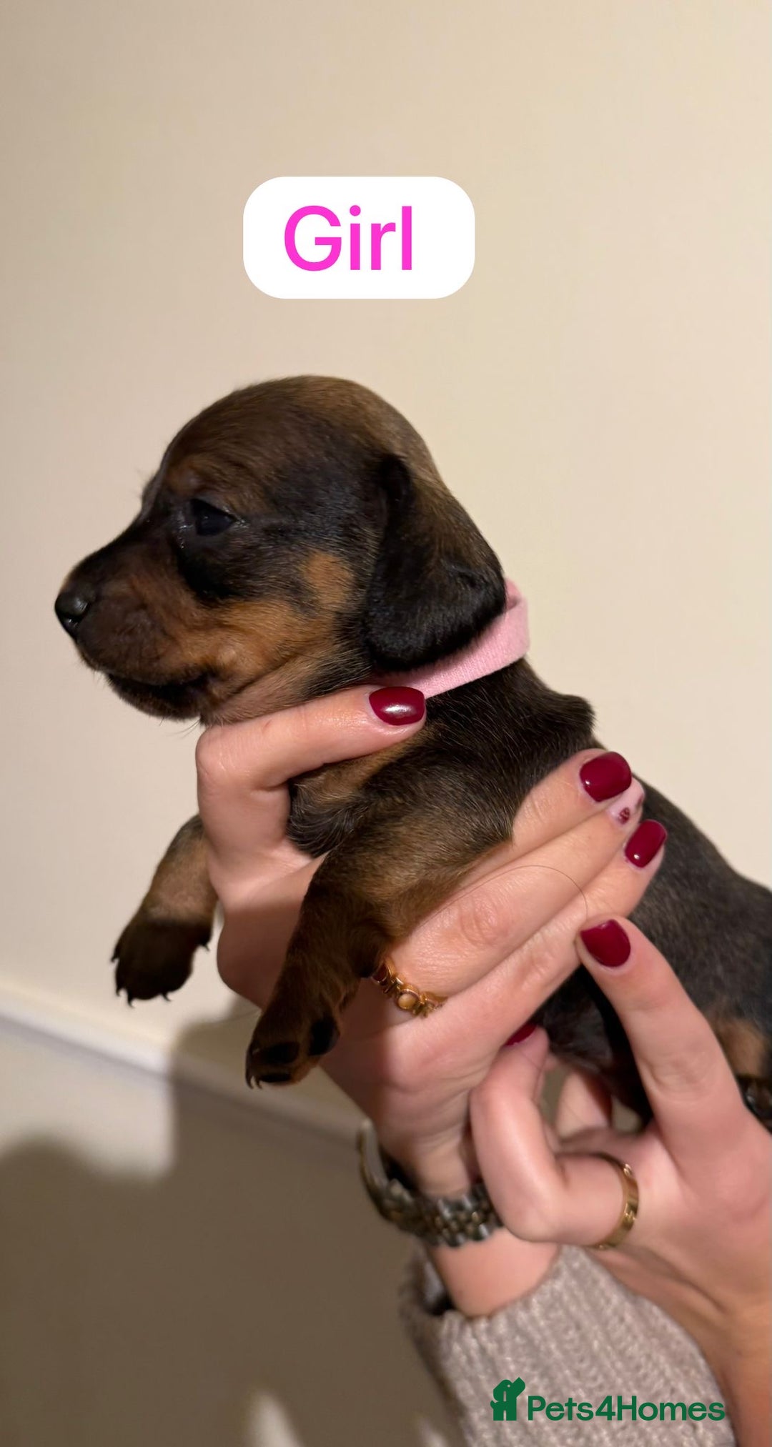 Dachshund dogs for sale: Dachshund puppies for sale  - Image 7