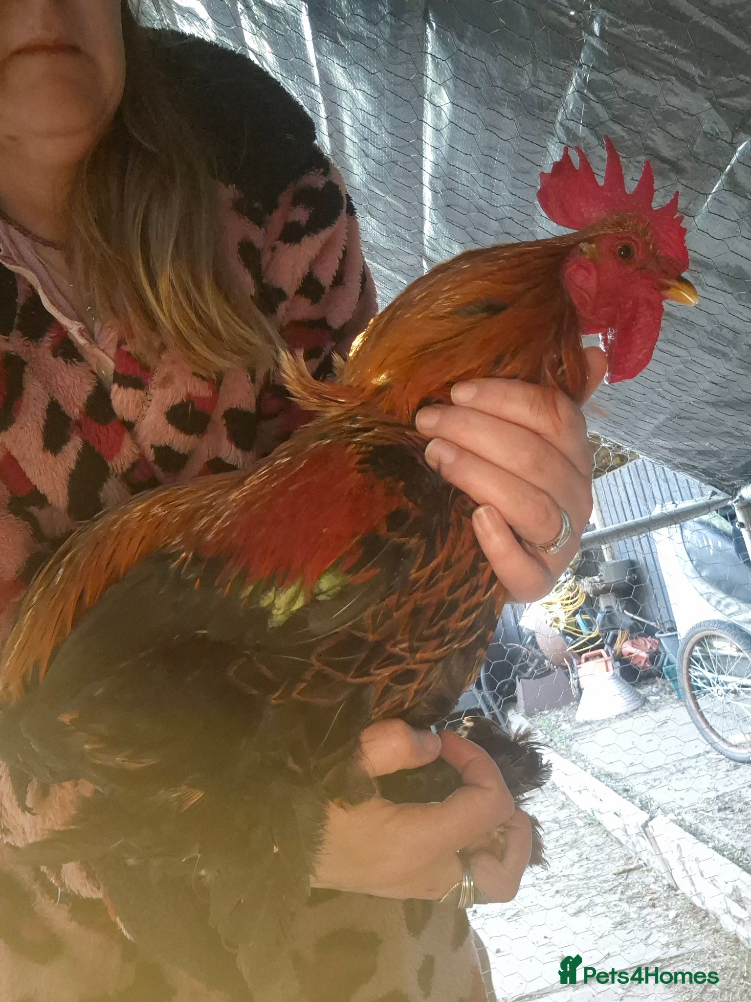 Mixed Breed birds Rocky - Advert 5