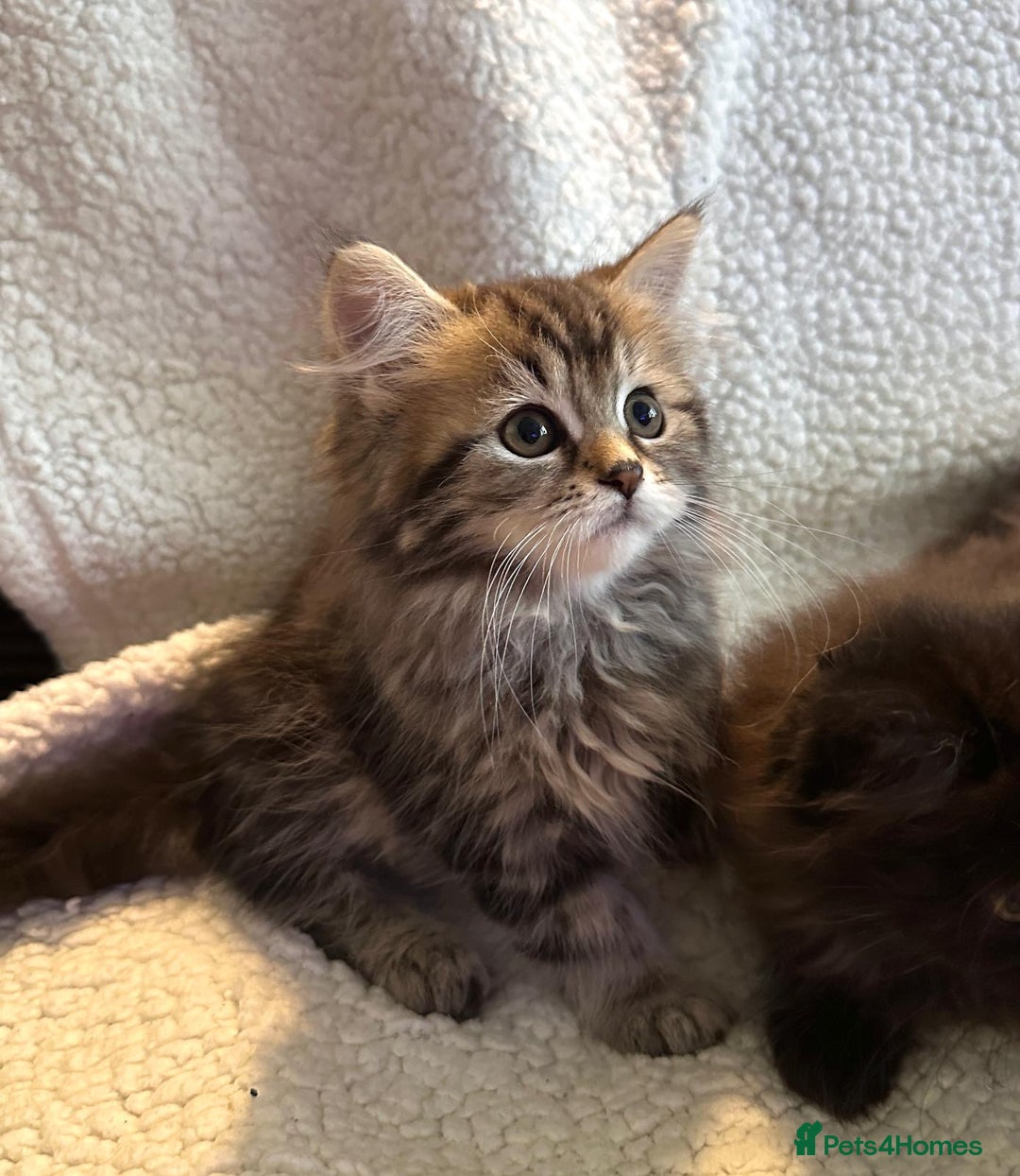Siberian cats for sale: ❤️ 5 super friendly Siberian mix kittens ❤️ - Image 3
