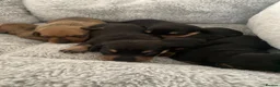 Miniature Dachshund dogs for sale: Miniature dashunds  - Advert 3
