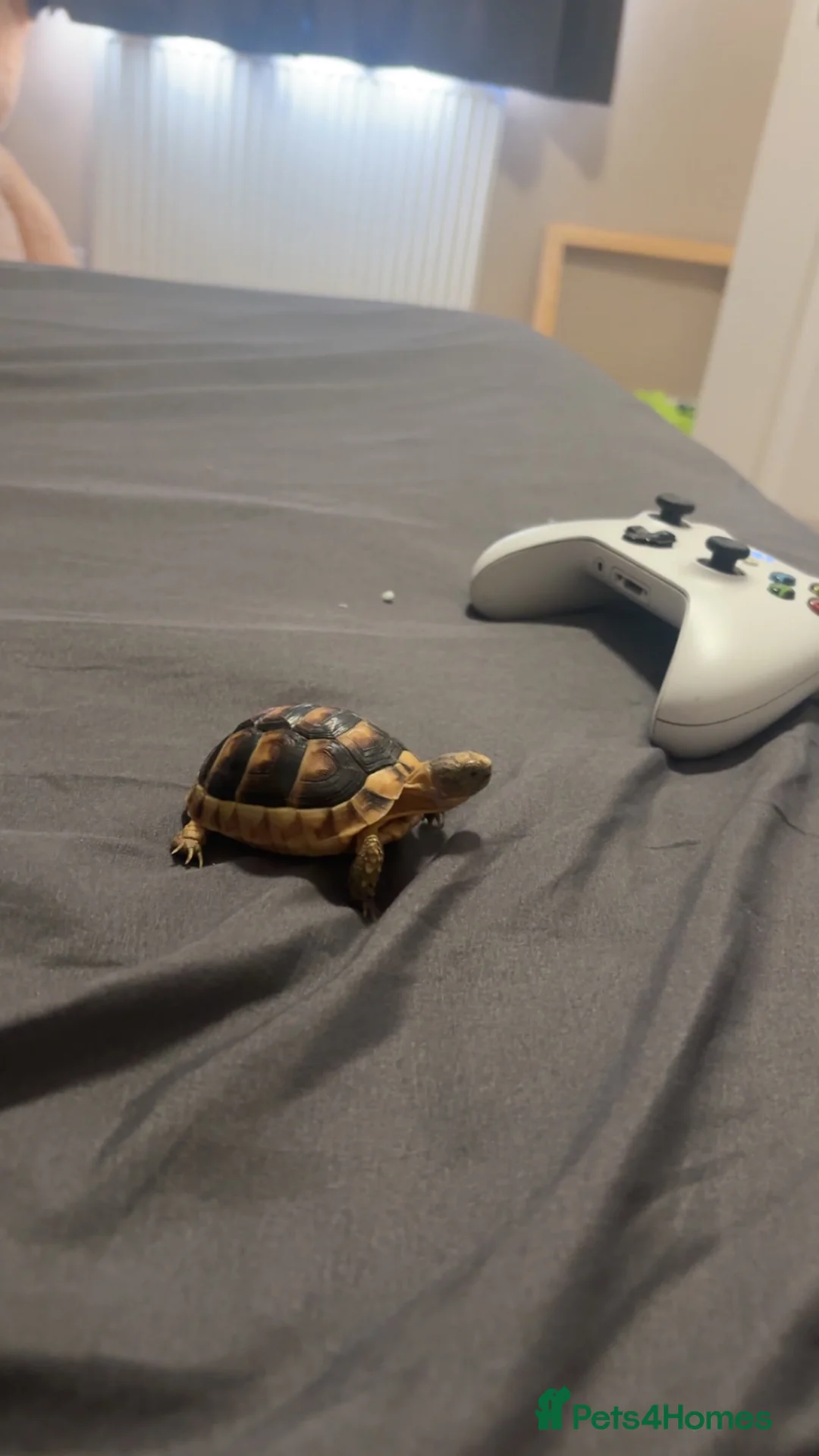Tortoise reptiles for sale: Baby marginated tortoise for sale in Telford - Advert 1