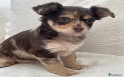 Chihuahua dogs for sale: Long Coated Merle Chihuahua Puppies - Image 9