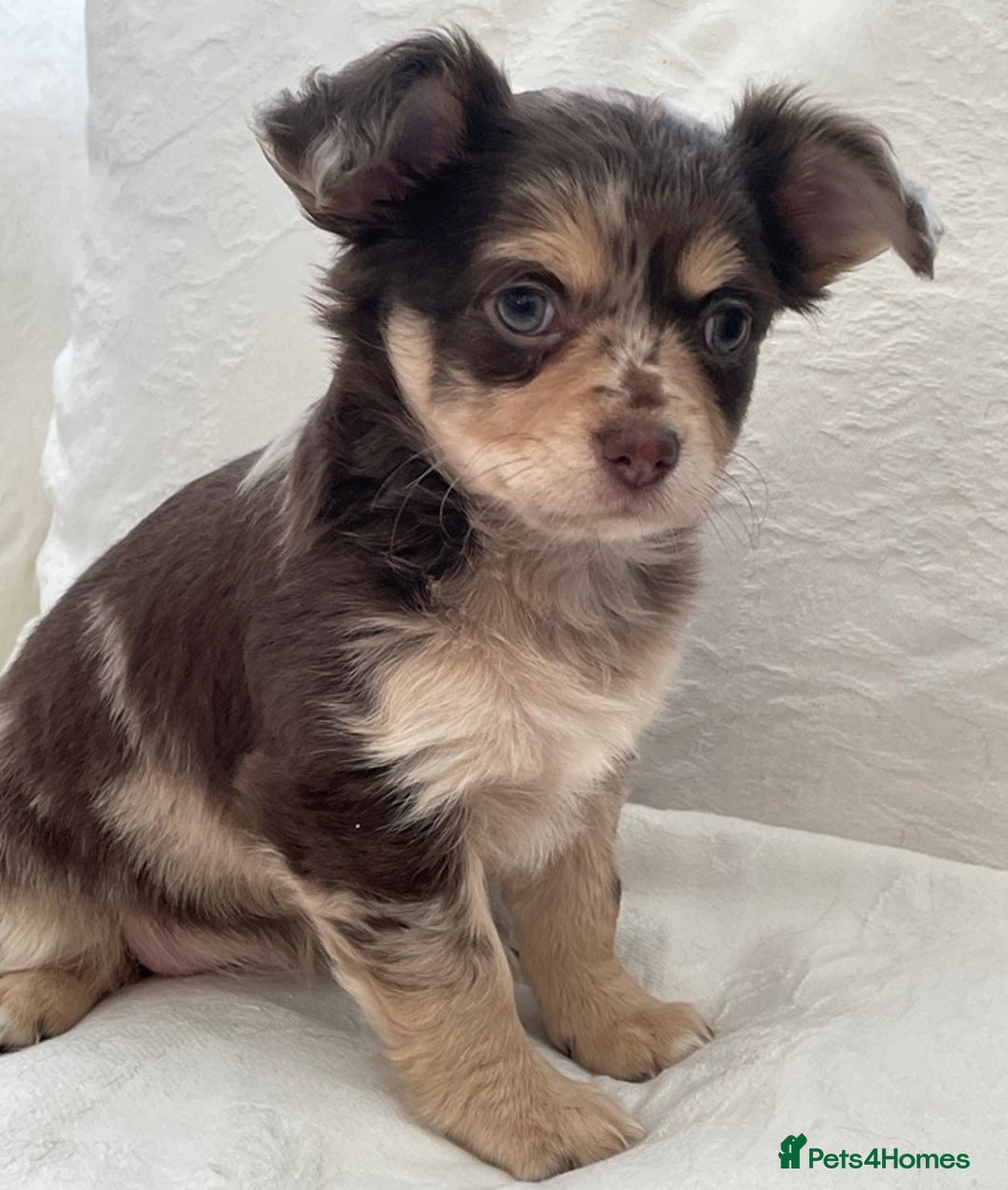 Chihuahua dogs for sale: Long Coated Merle Chihuahua Puppies - Image 9