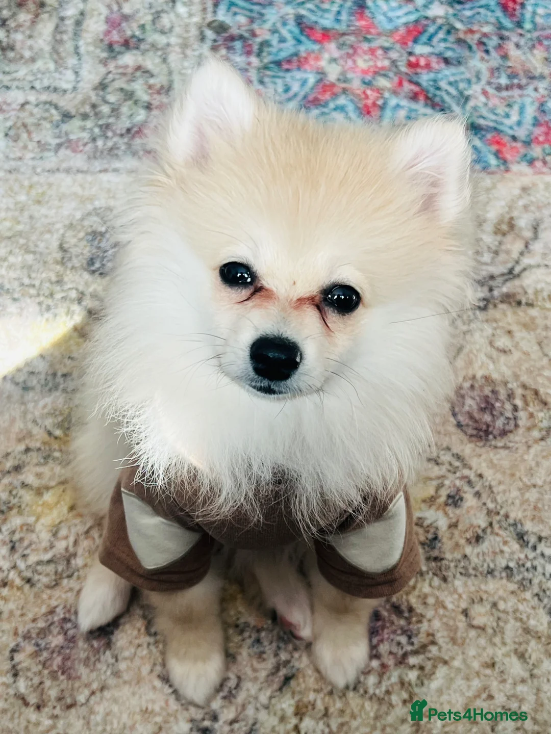 Pomeranian dogs for sale: Female Pomeranian Puppy for Sale - Advert 2