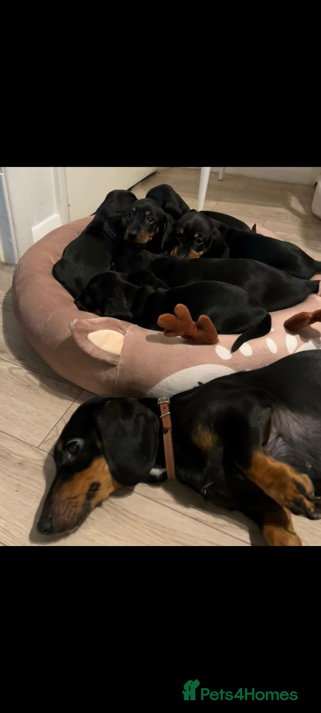 Miniature Dachshund dogs for sale: Miniature Dachshund  - Advert 2