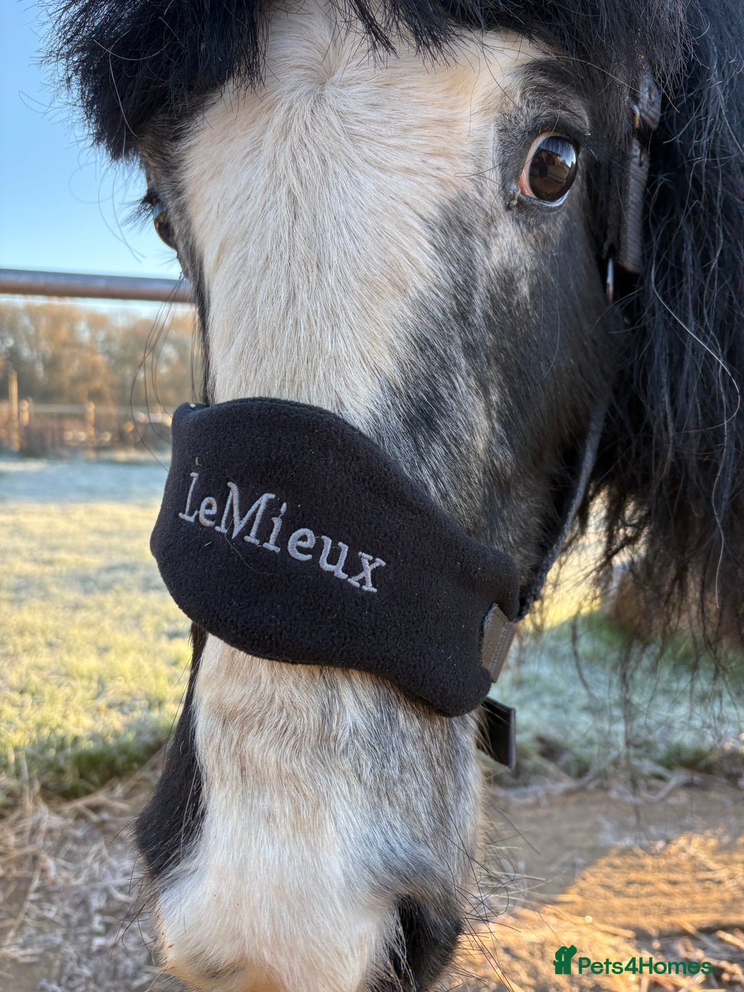 Irish Cob horses for sale: Duchess  - Advert 13