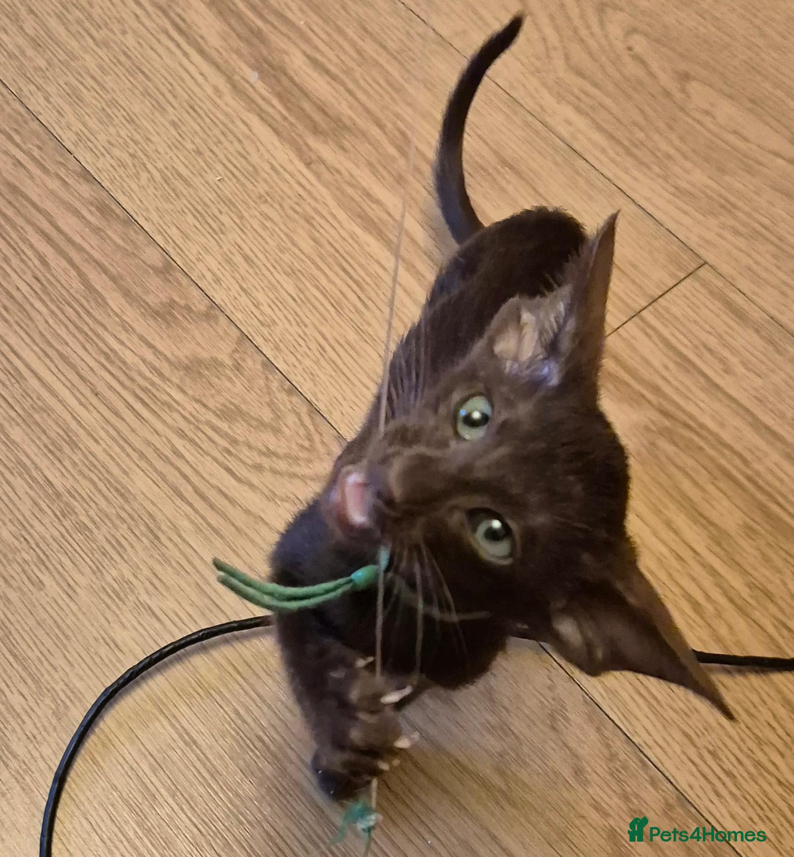 Oriental cats for sale: No Expense Spared.  - Advert 2