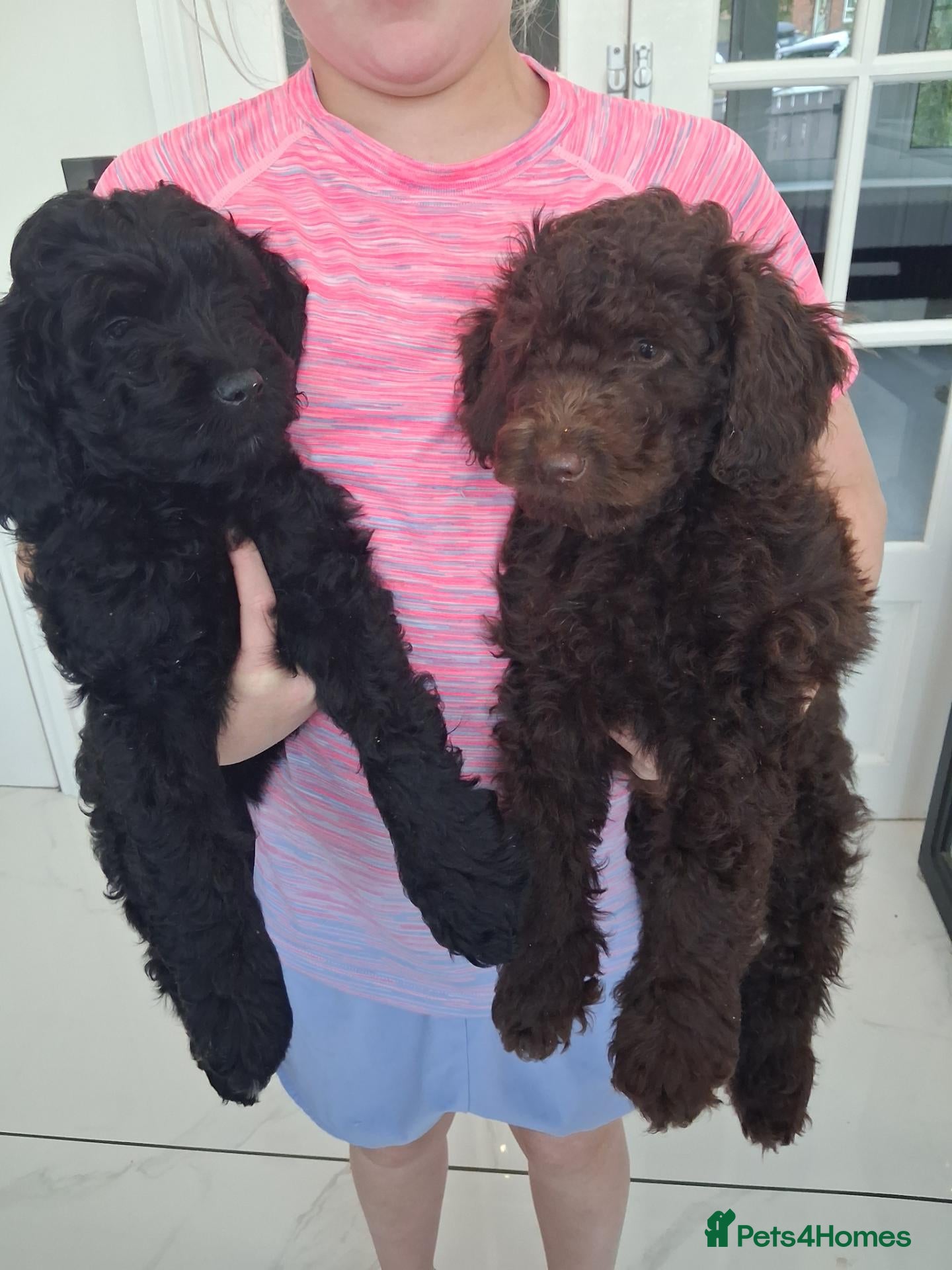 Goldendoodle dogs  Medium Goldendoodle puppies - Advert 2