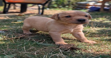 Labrador Retriever dogs - Advert 15