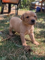 Labrador Retriever dogs - Advert 11