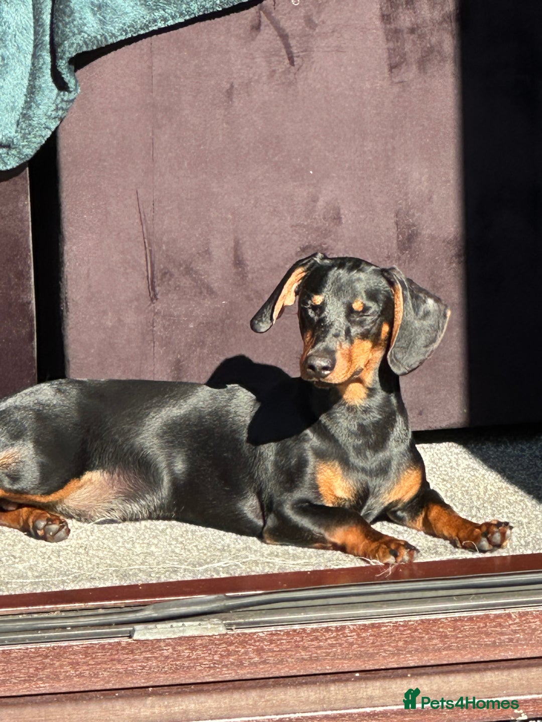 Dachshund dogs for stud: Standard black and brown dachshund for stud - Image 2
