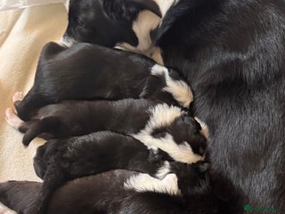 Border Collie dogs Border collie puppies - Advert 18