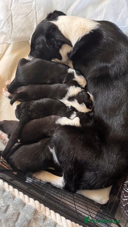 Border Collie dogs Border collie puppies - Advert 4