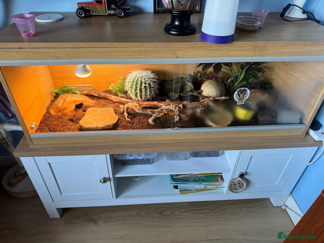 Leopard Gecko reptiles for sale: Leopard Gecko  - Image 2