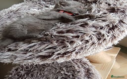 Brazilian Shorthair cats for sale: Beautiful blues Bristh short hair - Image 17