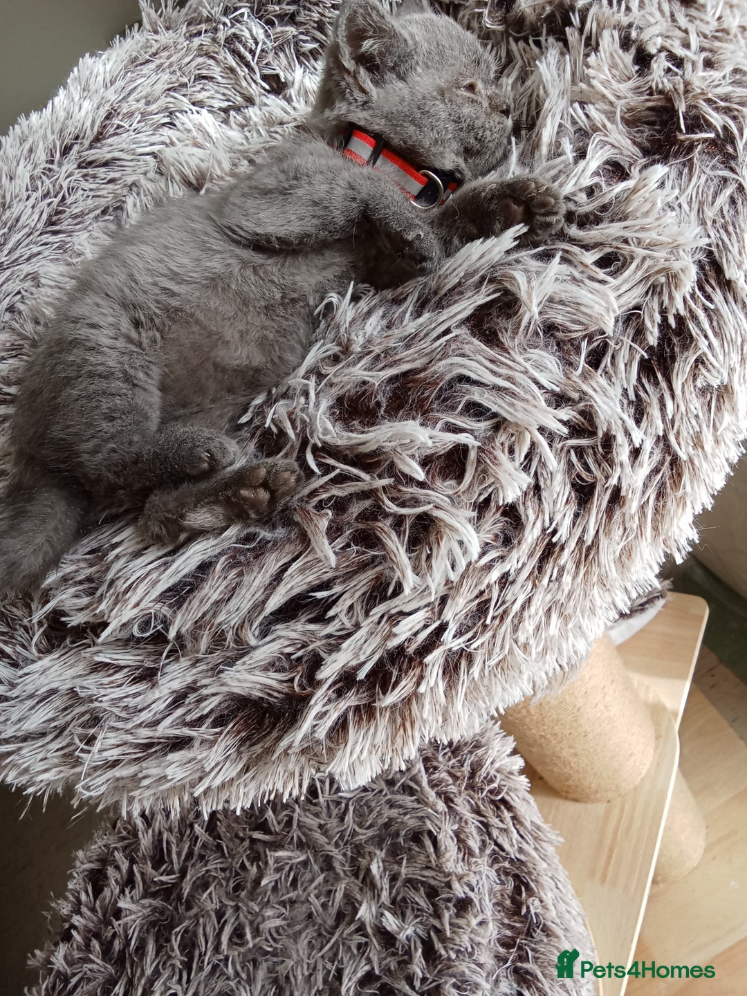 Brazilian Shorthair cats for sale: Beautiful blues Bristh short hair - Image 17