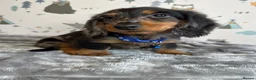Miniature Dachshund dogs for sale: Long Haired Miniature Dachshund puppies,  - Advert 15