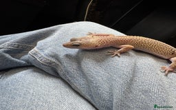 Leopard Gecko reptiles for sale: Female Blizzard Leopard Gecko & Enclosure For Sale - Image 2