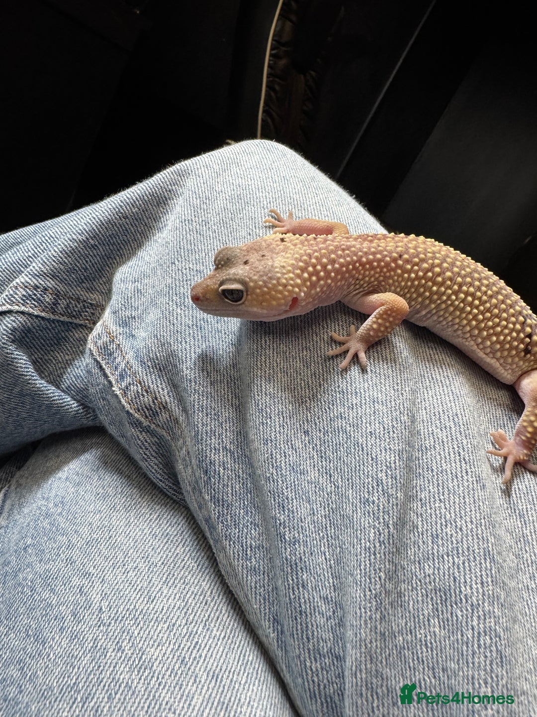 Leopard Gecko reptiles for sale: Female Blizzard Leopard Gecko & Enclosure For Sale - Image 2