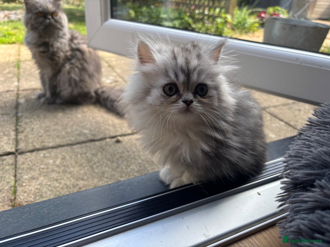 Persian cats for sale: Last Boy! Persian Ragdoll Kittens  - Image 8