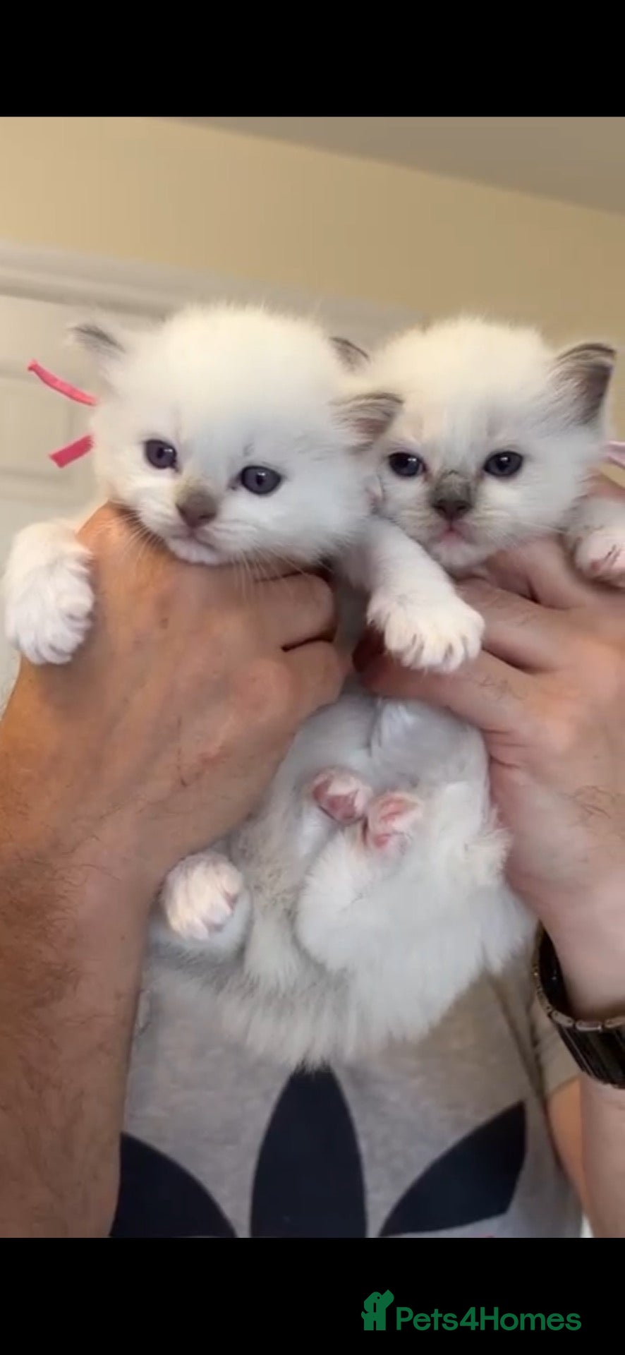 Ragdoll cats for sale: Stunning ragdoll kittens can go home now  - Advert 3