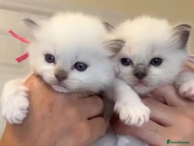 Ragdoll cats for sale: Stunning ragdoll kittens can go home now - Advert 1