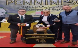 English Bulldog dogs for sale: Show Kennel Avaword Bulldog puppies  - Image 4