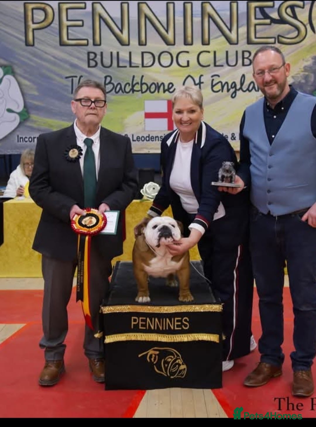 English Bulldog dogs for sale: Show Kennel Avaword Bulldog puppies  - Image 4