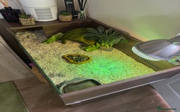 Tortoise reptiles for sale: Spur-tighed tortoise  - Image 6